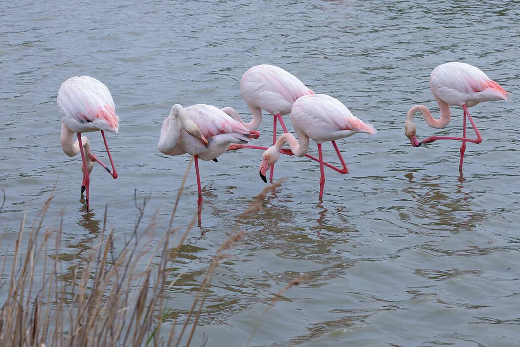 flamingo 11