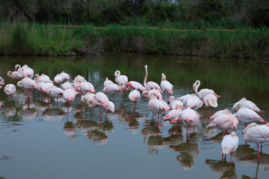 flamingo3